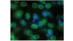 MilliporeSigma SUN1, Mouse, Unlabeled, Clone: 12.10F, 100 &mu;g | Buy Online | MilliporeSigma&trade; | Fisher Scientific